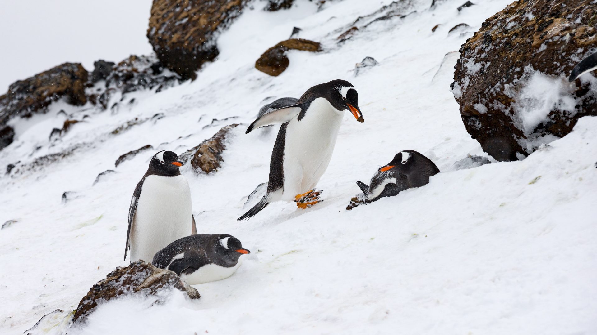 Penguins play in the snow in Antarctica.