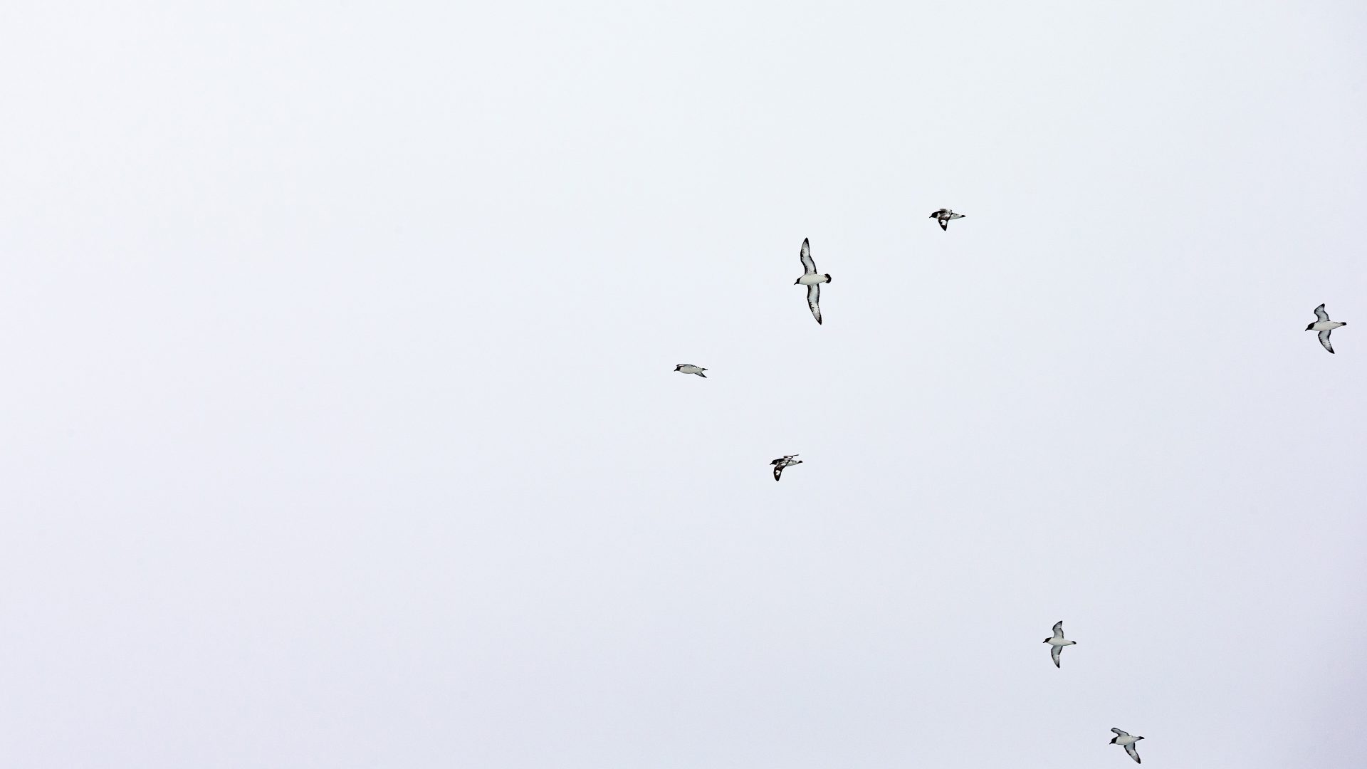 Birds fly against a cloudy sky in Antarctica.